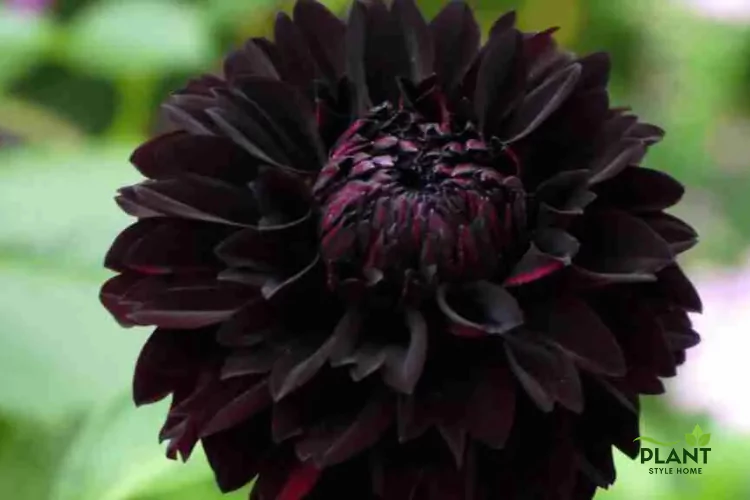 Black Dahlia variety, featuring a richly colored, full, and slightly textured flower head.