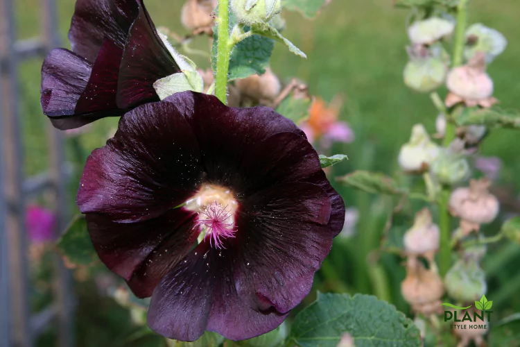 Single dark purple-black hollyhock flower with its edges slightly curled, set against a blurry green and beige garden background.