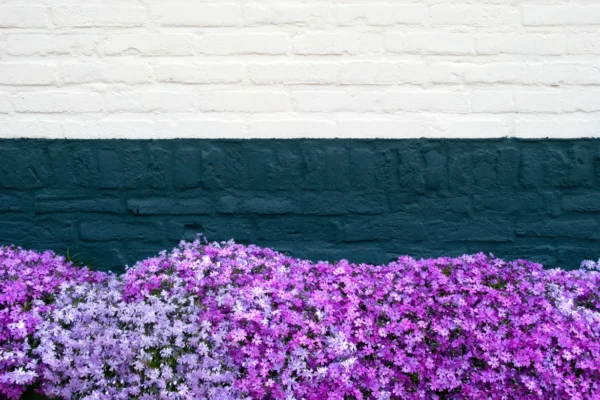Emerald Blue Creeping Phlox - Image 4