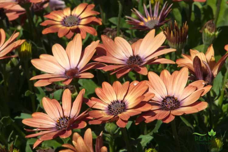 A group of daisy-like flowers with petals in shades of copper, terracotta, and soft brown-orange, featuring a dark purple center disk.