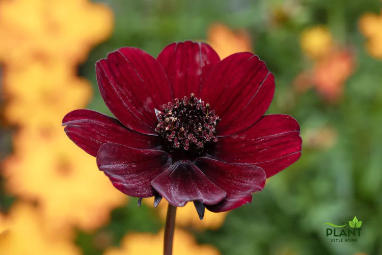 Close-up of a deep velvety maroon or reddish-brown Chocolate Cosmos (Cosmos atrosanguineus) flower with a dark, textured central disk, set against a blurred background of bright yellow and orange flowers.