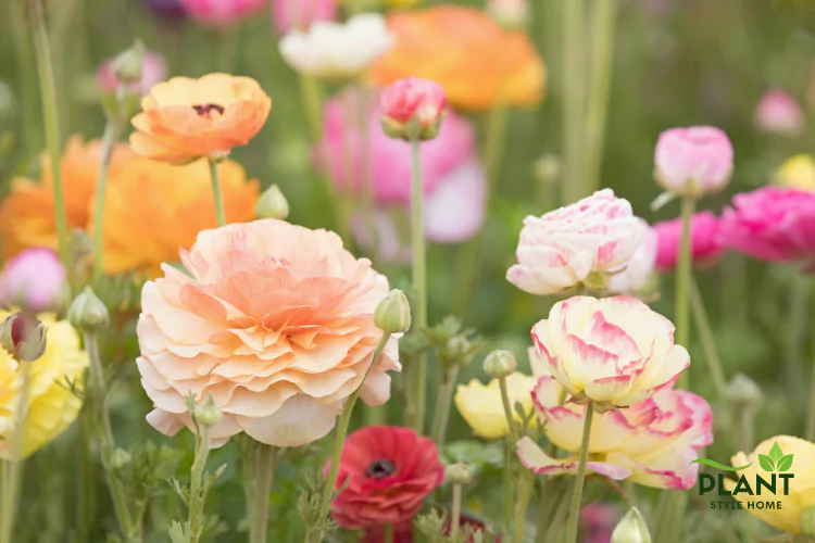 Close-up of a large, peach-colored Ranunculus flower with ruffled petals and several smaller pink, yellow, and red blooms in the background.
