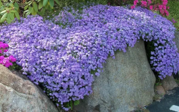 Dense carpet of Emerald Blue Creeping Phlox showing masses of delicate lavender-blue five-petaled flowers with yellow centers blooming over dark green needle-like foliage