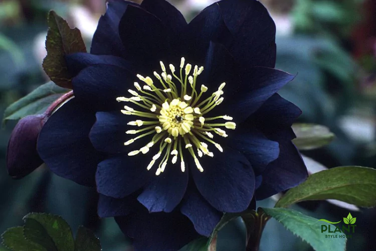Black Hellebore flower, viewed from above, with its rich, deep color and a vibrant starburst of yellow stamens, surrounded by dark green leaves.