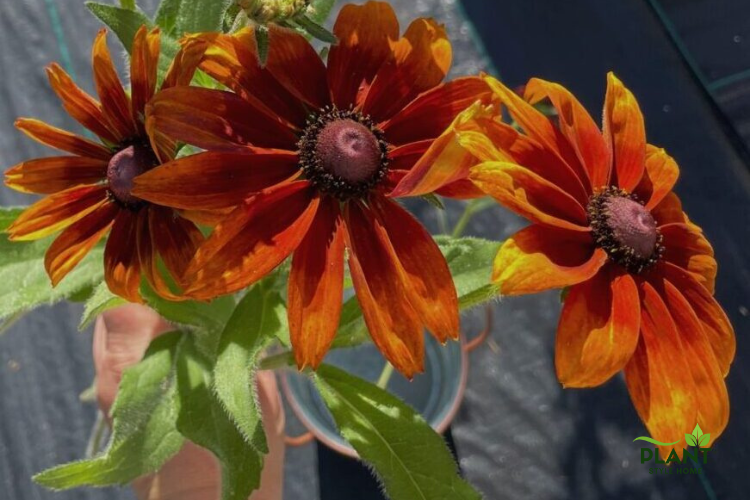Black-Eyed Susan flowers in fall colors (brown, orange, and yellow) with prominent dark centers.