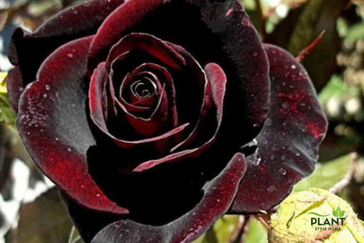 Close-up of a dramatic, nearly black rose with deep crimson undertones, often associated with a gothic style.