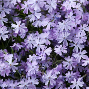 Dense carpet of purple and lavender creeping phlox flowers with orange centers blooming over dark green needle-like foliageRetry
