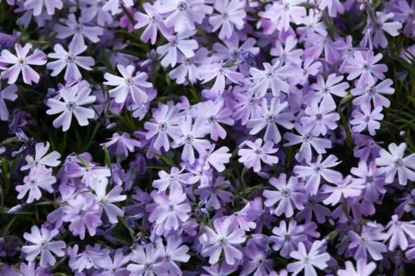 Dense carpet of purple and lavender creeping phlox flowers with orange centers blooming over dark green needle-like foliageRetry