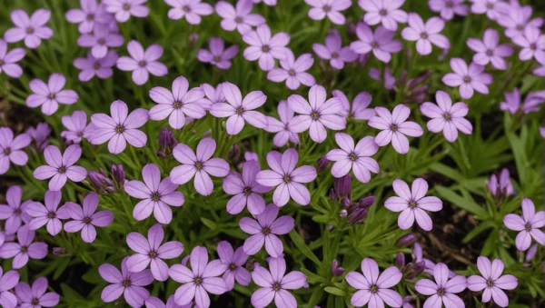 Close-up of a dense mat of lavender-purple creeping phlox (Phlox subulata) flowers covering the ground, each bloom having five notched petals with a darker center.