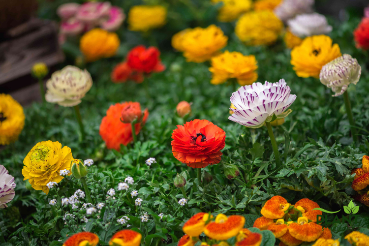 Assortment of vibrant Ranunculus flowers, including solid yellow, bright orange, and a striking white bloom with deep purple stripes.