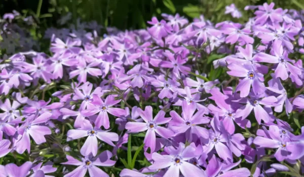 Close-up of a dense mat of lavender-purple creeping phlox (Phlox subulata) flowers covering the ground, each bloom having five notched petals with a darker center.