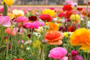 Vibrant field of colorful Ranunculus flowers in full bloom showing layers of delicate petals in shades of pink, red, orange, yellow, and coral with green stems and buds