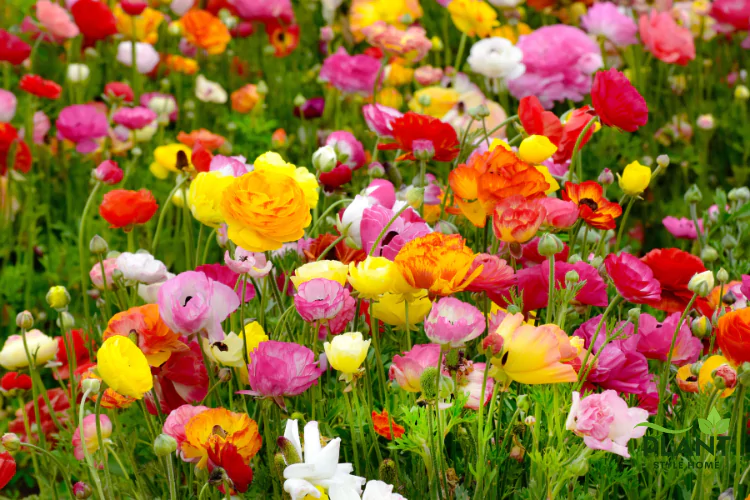 Mass planting of Ranunculus flowers displaying a full spectrum of colors, including vibrant yellow, deep orange, magenta, and blush pink.