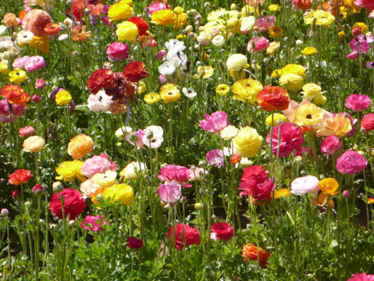 A vibrant field of multicolored Ranunculus flowers in full bloom, including shades of red, pink, yellow, and orange.