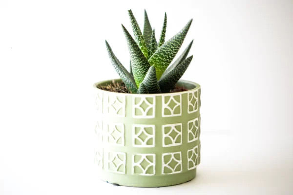 Artificial agave succulent with green fleshy leaves displayed in natural handwoven sea grass basket on white background