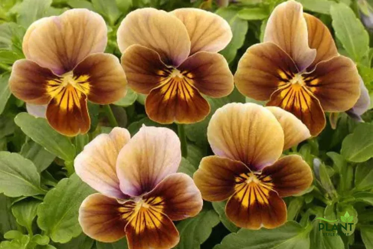 Unusual brown pansy variety, showcasing its striking dark and light brown color pattern and dark brown 'whiskers' against green foliage.