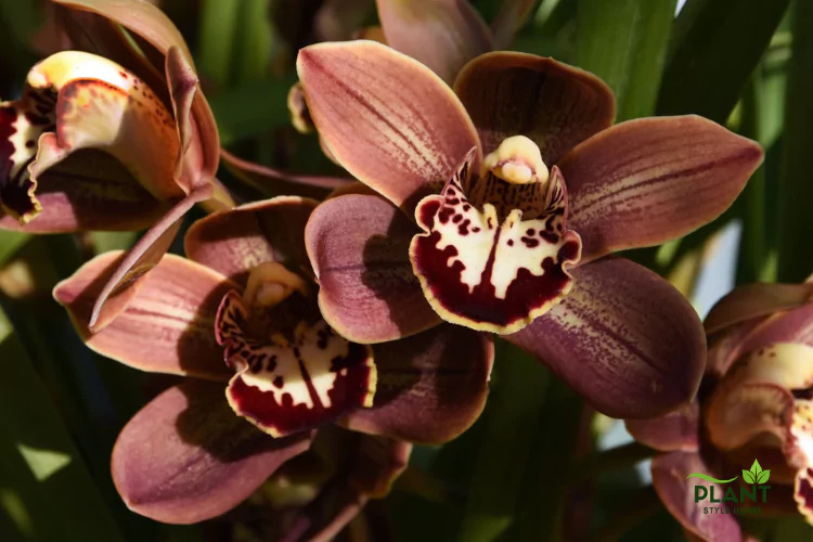 Exotic orchid flowers in shades of coppery brown and deep wine red, with striking, colorful patterns on the central labellum, framed by green leaves.