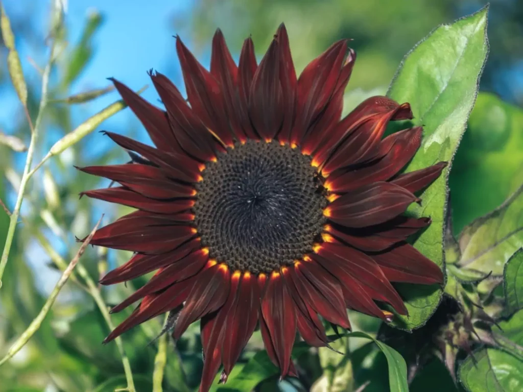 Single, deep reddish-brown sunflower bloom with pointed petals, showcasing a distinct color variation against green leaves and a clear blue sky.