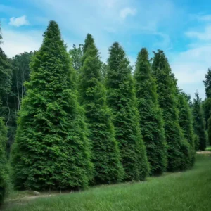 Row of tall 'Green Giant' Arborvitae trees with dense emerald-green foliage forming a natural privacy screen along a manicured lawn under blue sky