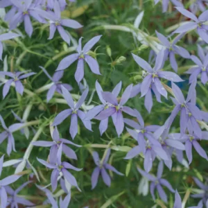 Close-up of 'Storm Cloud' Bluestar showing clusters of delicate six-petaled periwinkle-blue star-shaped flowers with yellow centers among fine needle-like green foliage.