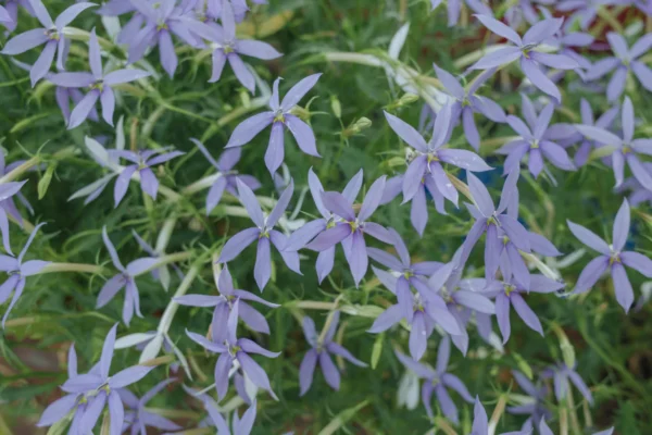 Close-up of 'Storm Cloud' Bluestar showing clusters of delicate six-petaled periwinkle-blue star-shaped flowers with yellow centers among fine needle-like green foliage.