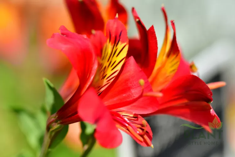 A close-up of a vibrant red and yellow Alstroemeria flower (Peruvian Lily) with dark reddish-brown streaks on the petals.