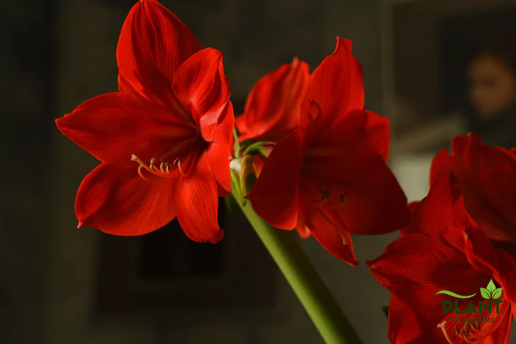 Holiday blooming plant: multiple striking red Amaryllis flowers in warm, low lighting.