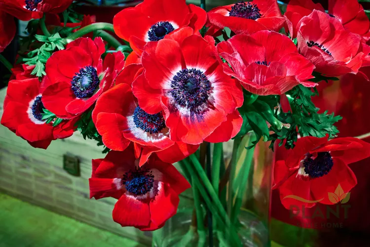 A close-up bouquet of vibrant red Anemone flowers with dark purple-blue and white centers in a glass vase.
