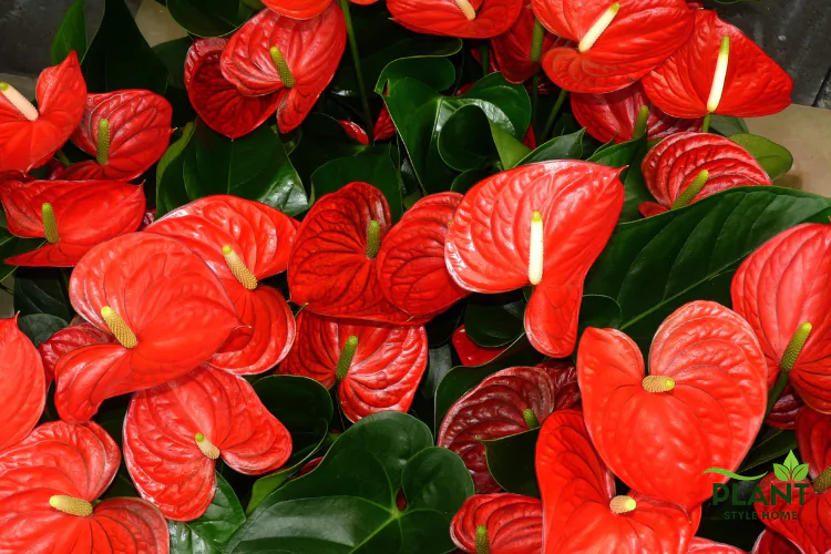A dense grouping of waxy, heart-shaped red Anthurium spathes with prominent yellow-white spadices and dark green leaves.