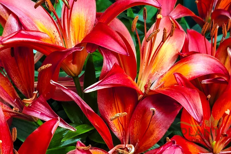 A close-up of a dense cluster of vibrant red and orange Asiatic Lilies with pronounced stamens.