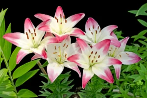 A cluster of white Asiatic Lilies with bright, deep pink tips on the petals, set against a dark background.