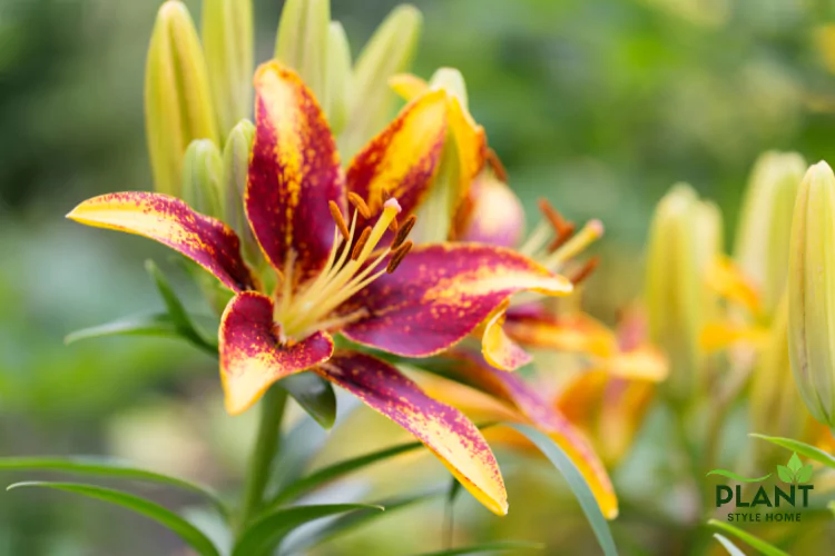 Close-up of a striking Asiatic Lily flower with petals in a bicolor pattern of deep burgundy-red and bright golden-yellow.