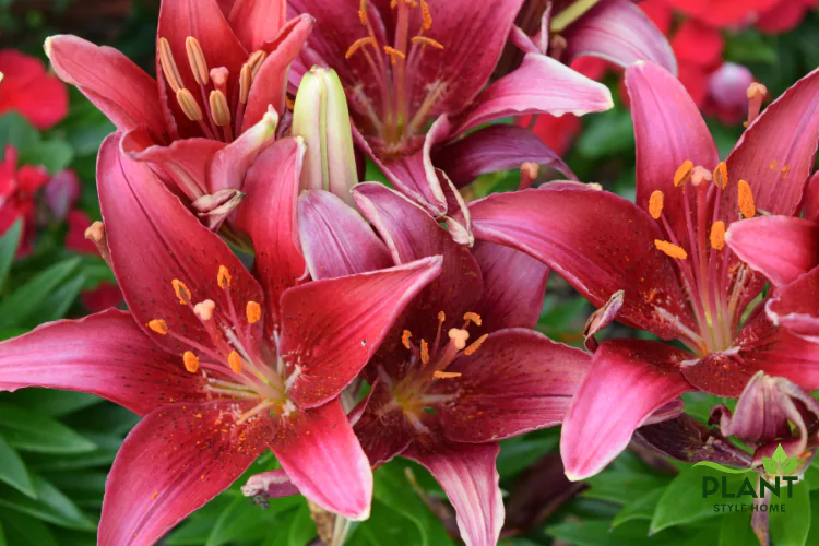 A cluster of dark burgundy and wine-red Asiatic Lilies in full bloom, with a prominent light-green flower bud in the center.