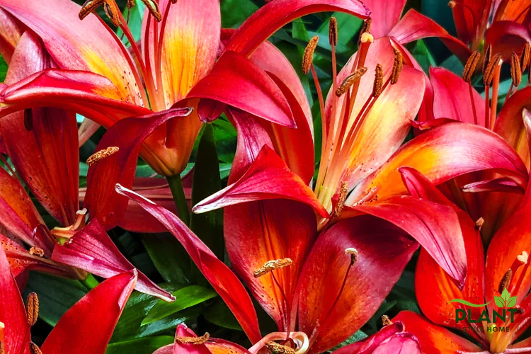 Extreme close-up of a dense cluster of Asiatic Lily flowers in deep crimson red and glowing orange-yellow, filling the frame.