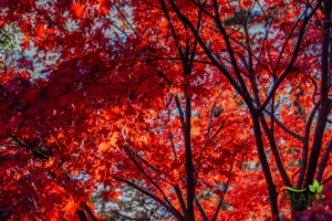 A close-up view of the dense, fiery red and orange foliage of an Autumn Blaze Maple tree against a bright sky.