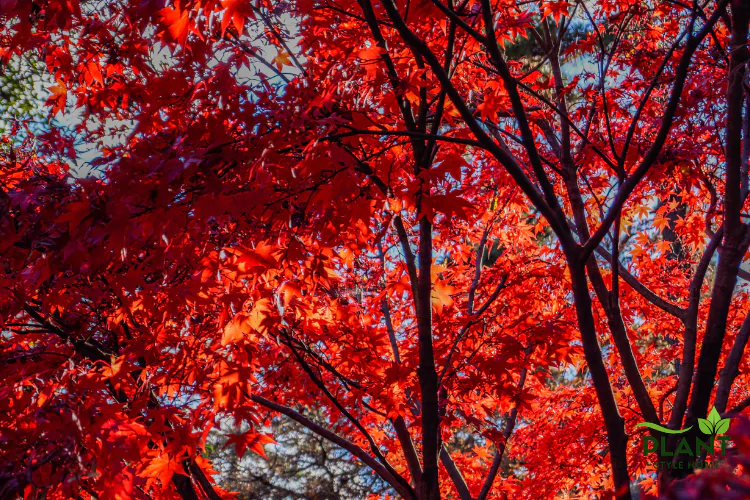A close-up view of the dense, fiery red and orange foliage of an Autumn Blaze Maple tree against a bright sky.