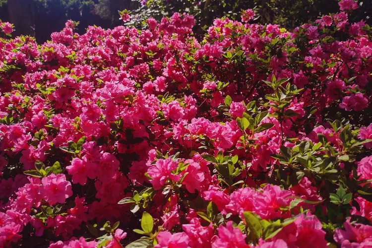 A close-up of a massive display of bright fuchsia Azalea flowers and scattered green leaves in full bloom.