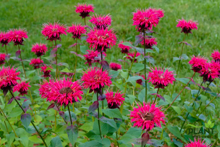 A group of vibrant magenta or red Bee Balm (Monarda) flowers with spiky, tufted heads and dark stems.