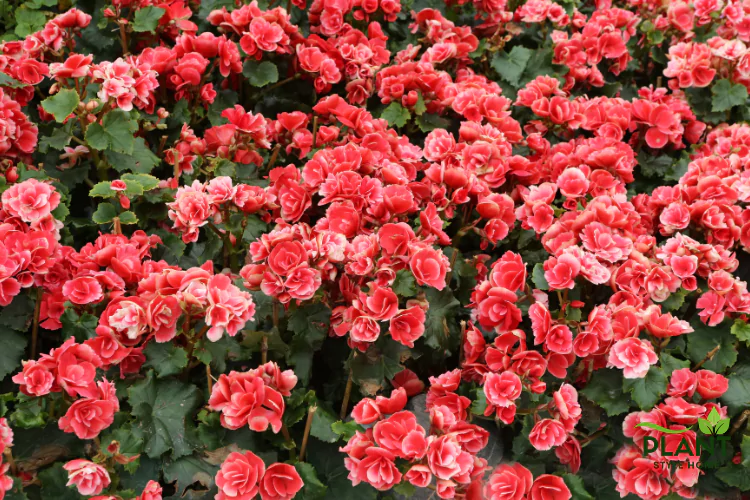A dense bed of brightly colored red Begonias with ruffled petals and dark green leaves.
