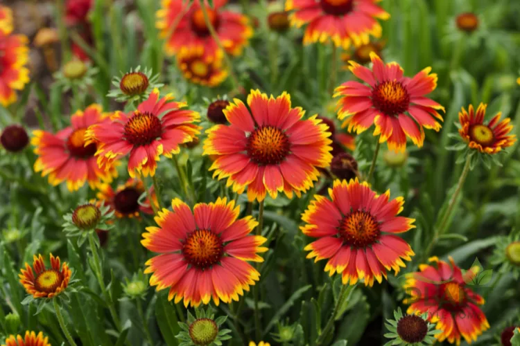 A dense patch of vibrant red and yellow Blanket Flowers (Gaillardia) blooming in a sunny field.