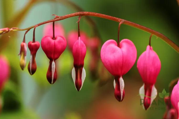 Red Bleeding Heart flowers hanging gracefully, showing the contrast between the dark pink heart and the white "drip."