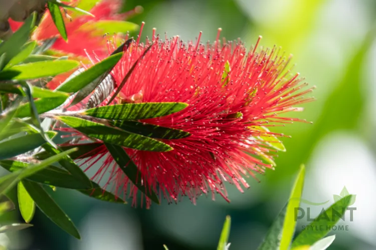 A close-up of the bright red, cylindrical Bottlebrush flower spike surrounded by long green leaves.