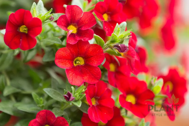 A close-up of vibrant red Calibrachoa flowers (Million Bells) with bright yellow centers in a hanging basket.