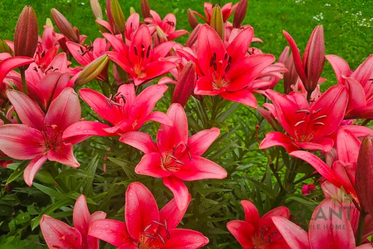 A dense cluster of vibrant red and pink Asiatic Lilies with pronounced stamens and dark green foliage.