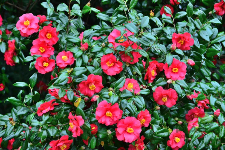 A lush shrub covered in numerous bright pinkish-red Camellia flowers with distinct yellow centers and glossy dark green leaves.
