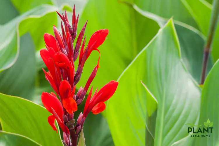A close-up of a spike of vibrant red Canna Lily blooms against large, bright green leaves.