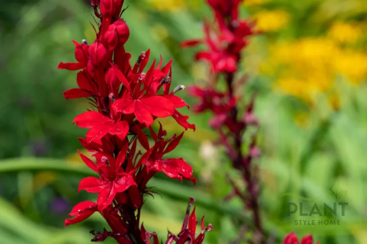 A close-up of the bright red spikes of a Cardinal Flower (Lobelia cardinalis) with a soft green and yellow background.