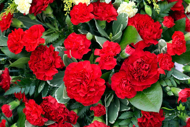 A dense arrangement of vibrant red Carnations mixed with white blooms and varied green foliage.