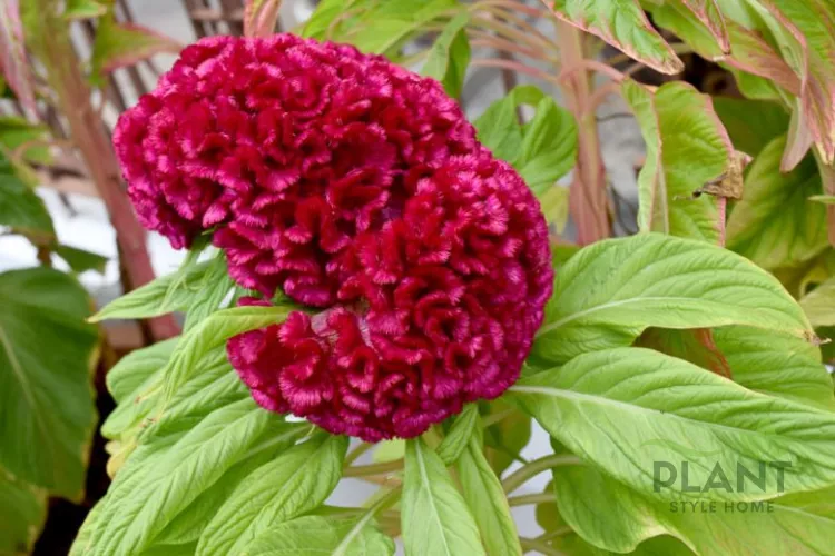 A close-up of a large, velvety magenta or crimson Celosia flower head, known as Cockscomb.