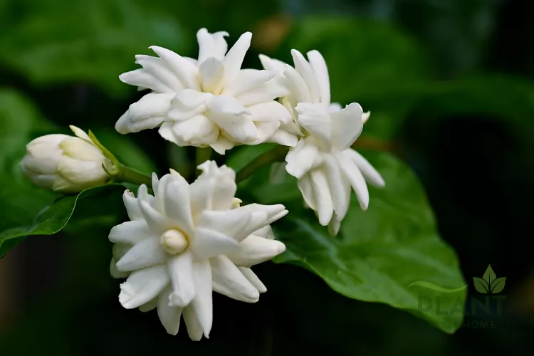 A close-up of fragrant, multi-petaled white Jasmine flowers and buds with lush green leaves in the background.